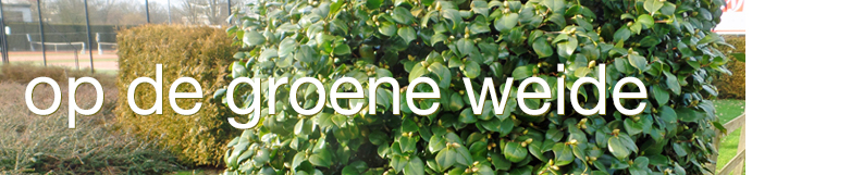 Op de groene weide